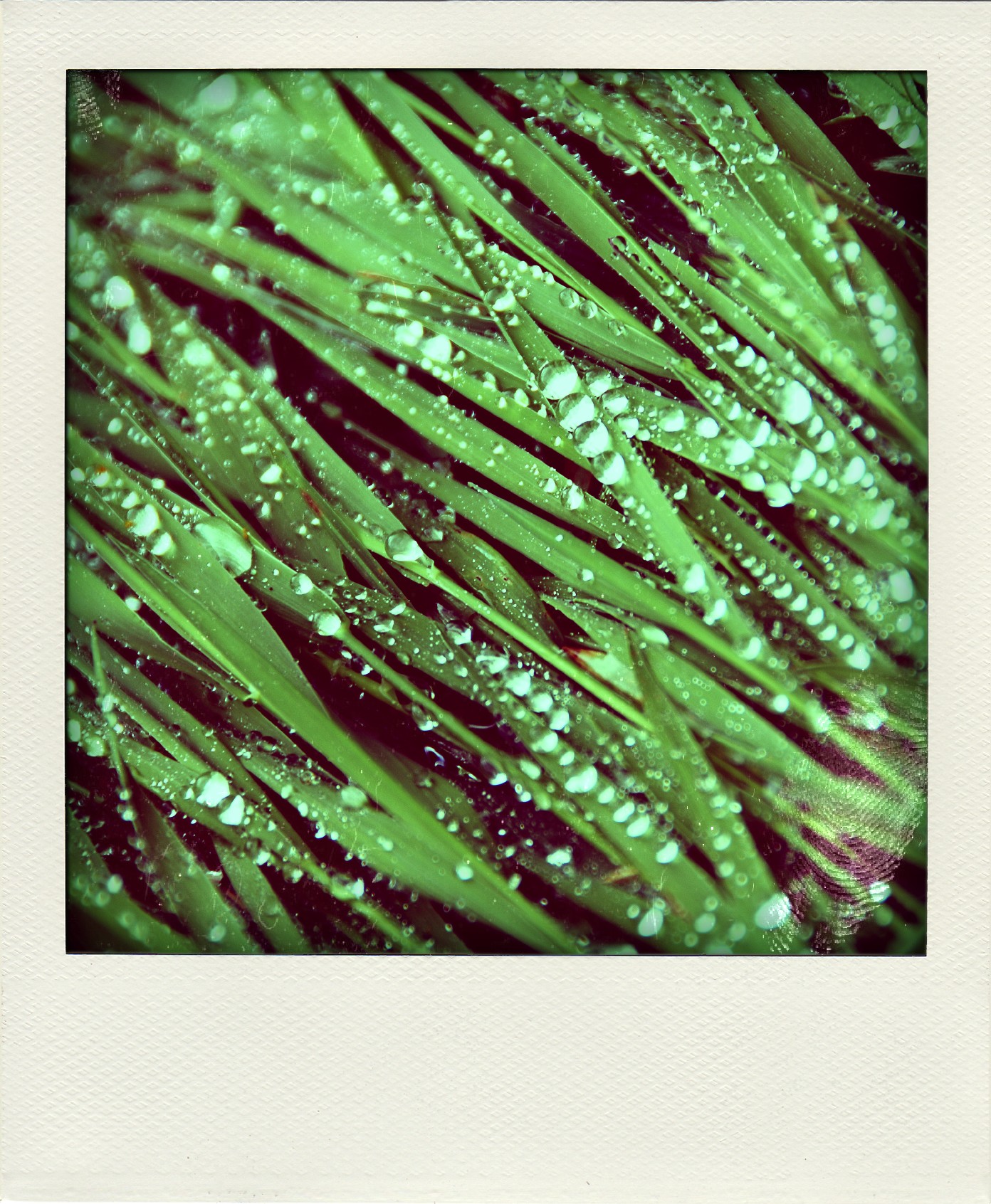 Grass & Water beads-pola.jpg