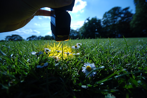 daisy_01.JPG