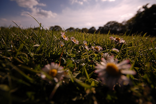 daisy_04.JPG