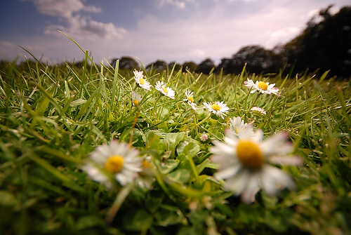 daisy_05.JPG