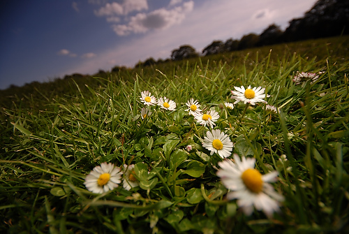 daisy_06.JPG