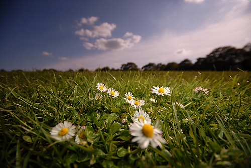 daisy_07.JPG