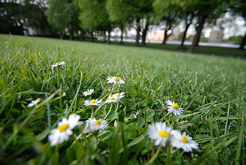 daisy_09.JPG