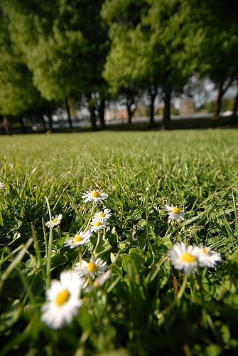 daisy_10.JPG