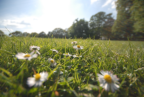 daisy_11.JPG