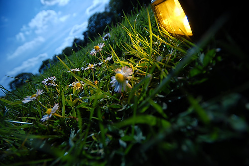 daisy_12.JPG