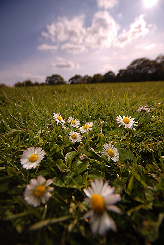 daisy_13.JPG
