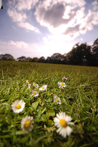 daisy_14.JPG