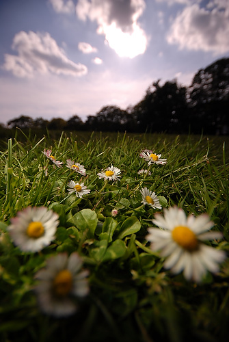daisy_15.JPG
