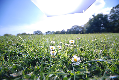 daisy_17.JPG