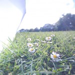 daisy-18.jpg