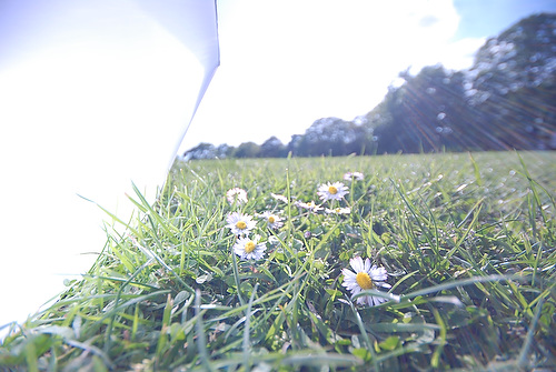 daisy_18.JPG